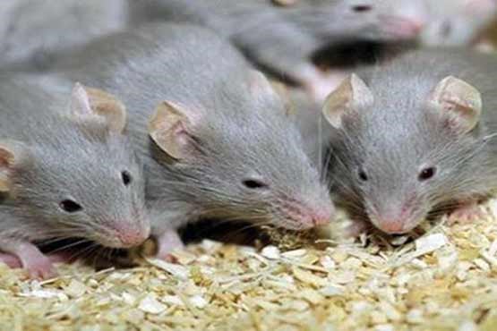 موشهایی که در پاریس جنجال آفرین شدند