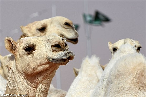 زیباترین شتر امارات متحده عربی +عکس