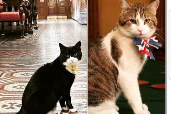 روایت سفیر ایران از ملاقات با گربه شاغل در وزارت خارجه انگلیس+ عکس