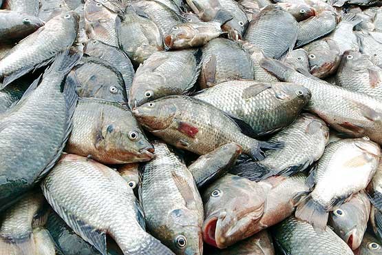 تولید داخلی ماهی تیلاپیا بعد از ممنوعیت واردات