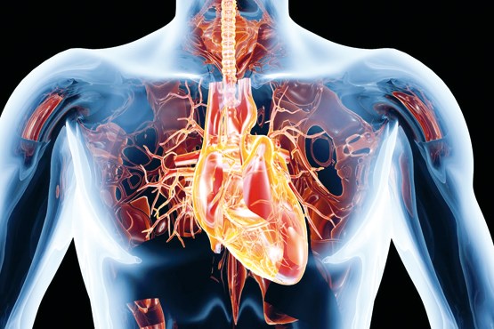 اسیدچرب امگا 6، محافظی برای قلب و عروق