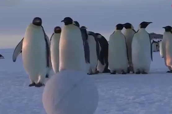 خوددرگیری‌های خنده‌دار پنگوئن‌ها