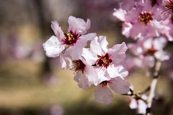 شکوفه‌های زیبای زمستانی شیراز(فتوکلیپ)