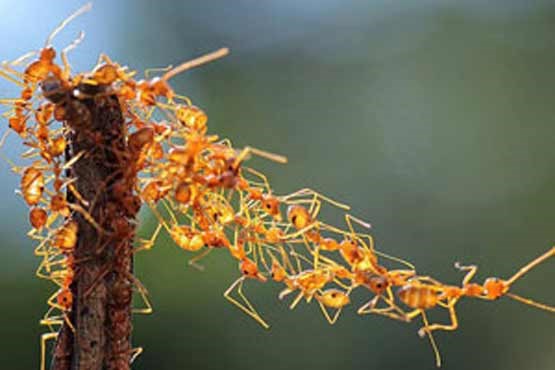 همبستگی خیره کننده مورچه ها