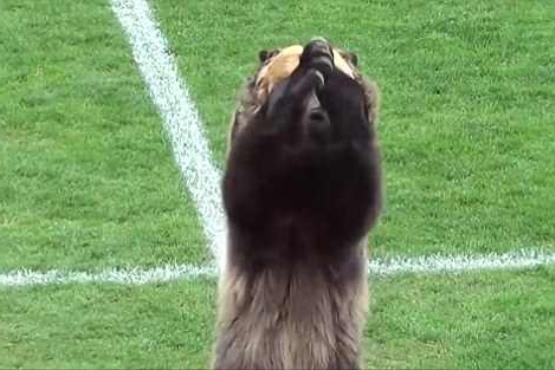 عکس روز: خرس غول پیکر در میدان مسابقه فوتبال!