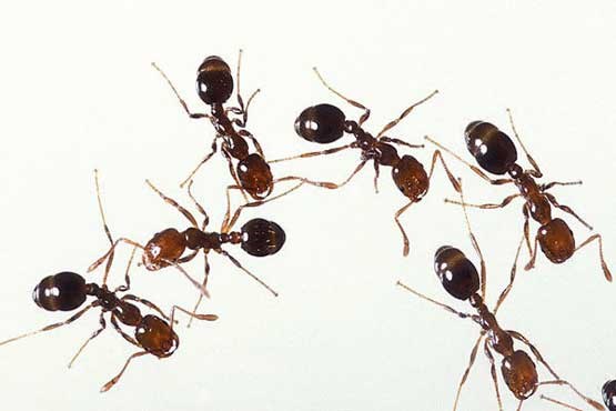کشف مورچه های انتحاری در قاره آسیا!