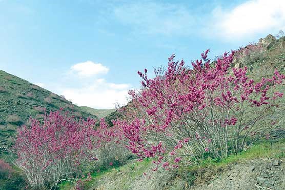 دره ارغوان خاطره می‌شود