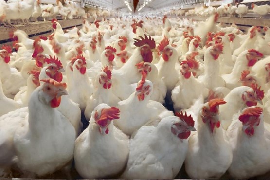 قتل عام 50 هزار مرغ در اشتهارد + عکس