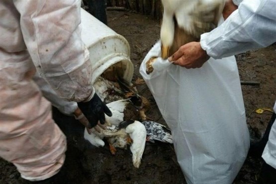 دامپزشکی جوانرود 10 هزار قطعه مرغ مسموم را دفن بهداشتی کرد