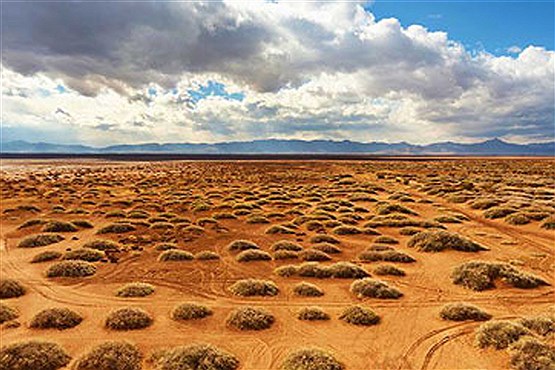 کاشت گونه‌های جدید گیاهی در استان خوزستان برای مقابله با ریزگردها/ پایان ریزگرد داخلی تا سه سال آینده