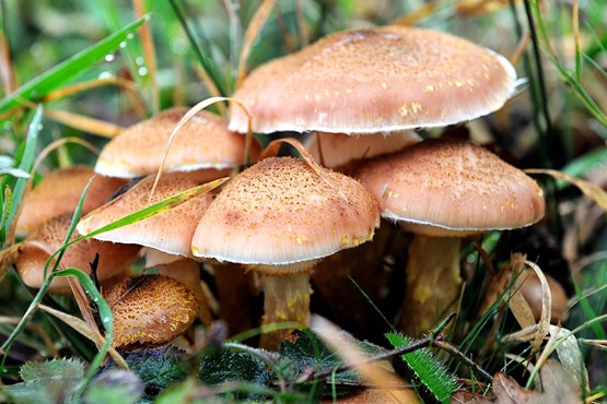 هشدار وزارت بهداشت: از مصرف قارچ‌های خود رو خودداری کنید