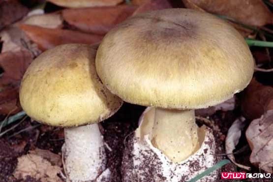 رعایت چه نکاتی در مصرف قارچ ضروری است؟