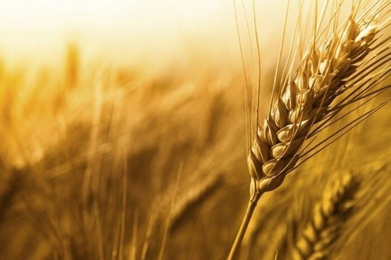 افزایش 20 درصدی تولید گندم در مزارع استان چهارمحال و بختیاری