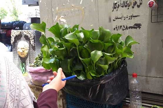 فروش «شیطان بنفش» در تهران!