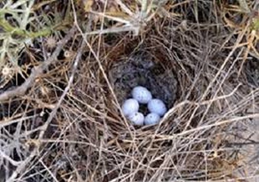 لانه گزینی و تخم گذاری 55گونه پرنده در چهارمحال و بختیاری