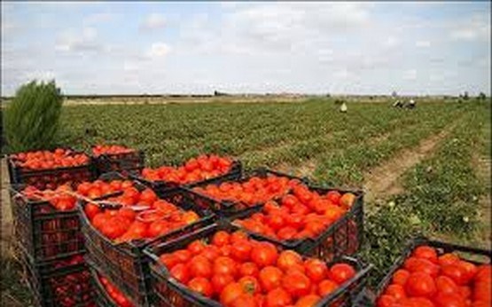 افزایش 21 درصدی مزارع گوجه فرنگی در چهارمحال و بختیاری