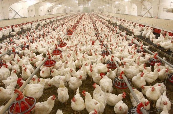 رشد نسبی قیمت مرغ در بازار