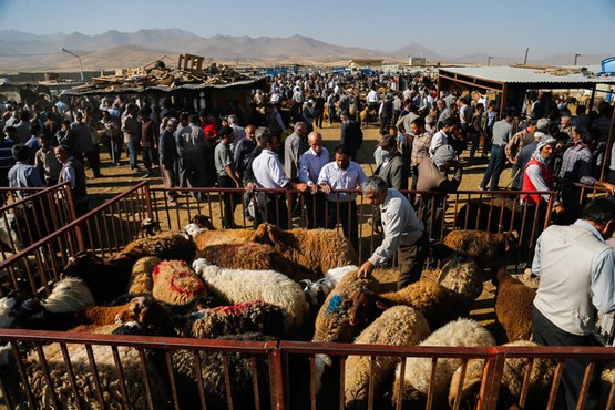 دلایلی که گوسفند قربانی را باید از مراکز عرضه بهداشتی تهیه کرد