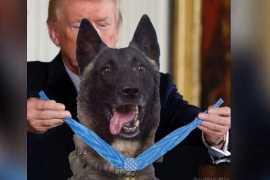 ترامپ خودش را با یک سگ مقایسه کرد!