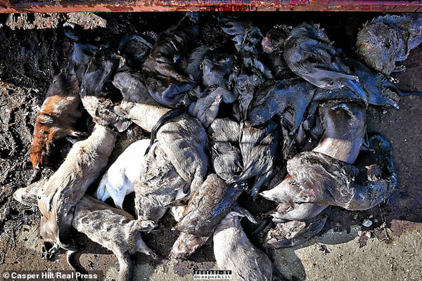 پدیده عجیب و دردسرساز در دانمارک (تصاویر) پدیده عجیب و دردسرساز در دانمارک (تصاویر)