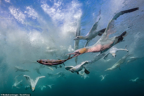 بی رحمانه ترین عکس های حیات وحش در سال 2020 (گزارش تصویری) بی رحمانه ترین عکس های حیات وحش در سال 2020 (گزارش تصویری)