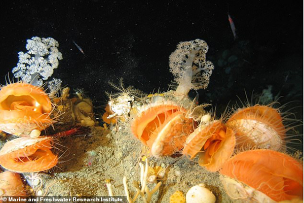 گونه های شگفت انگیز جانوری که به تازگی کشف شده اند (گزارش تصویری) گونه های شگفت انگیز جانوری که به تازگی کشف شده اند (گزارش تصویری)