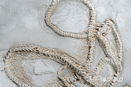 کشف قدیمی ترین فسیل مار پیتون+عکس