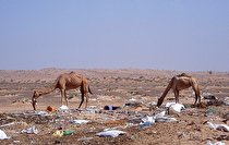 مرگ صدها شتربا بلعیدن کیسه های پلاستیکی