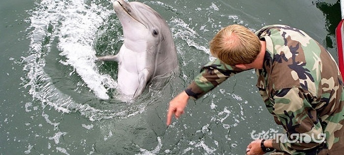 گزارش ماهواره ای از آموزش دلفین های کامی کازه توسط کره شمالی!+عکس