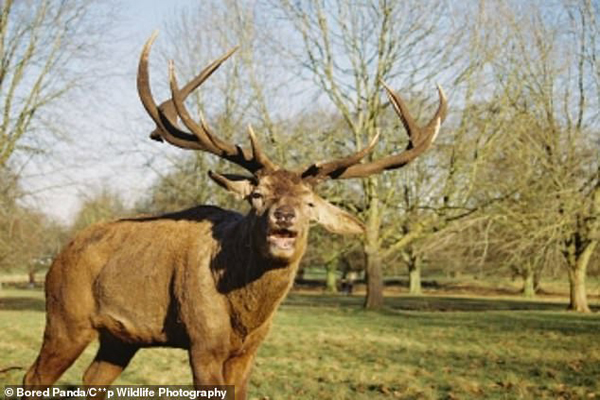 شکار لحظه های حیات وحش به دست آماتورها (گزارش تصویری) شکار لحظه های حیات وحش به دست آماتورها (گزارش تصویری)