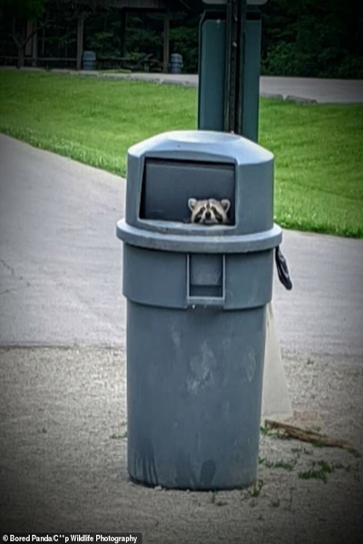 شکار لحظه های حیات وحش به دست آماتورها (گزارش تصویری) شکار لحظه های حیات وحش به دست آماتورها (گزارش تصویری)