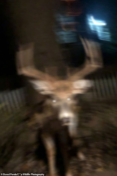 شکار لحظه های حیات وحش به دست آماتورها (گزارش تصویری) شکار لحظه های حیات وحش به دست آماتورها (گزارش تصویری)