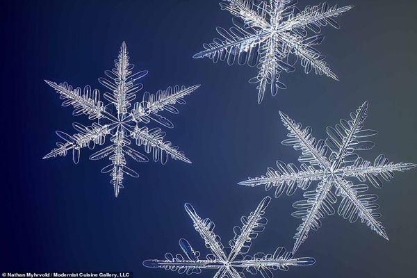 شکل واقعی دانه های برف در نزدیک ترین حالت ممکن (تصاویر) شکل واقعی دانه های برف در نزدیک ترین حالت ممکن (تصاویر)