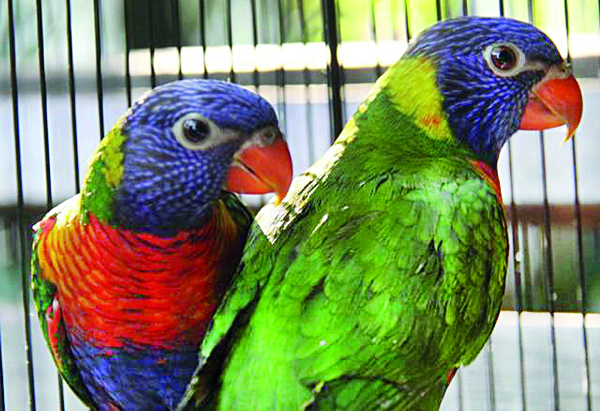 اسیران بی‌زبان