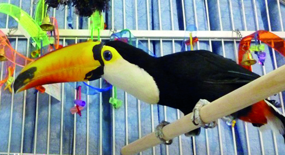 اسیران بی‌زبان