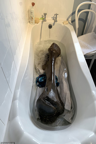 کشف باستانی روز؛ استخوان 125 هزار ساله (عکس) کشف باستانی روز؛ استخوان 125 هزار ساله (عکس)