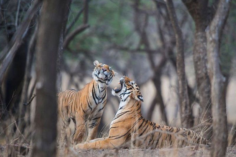 مرگ نگهبان باغ وحش بعد از فرار دو ببر سوماترایی