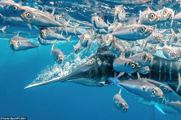 عکس های شگفت انگیز زیرآبی (گزارش تصویری)