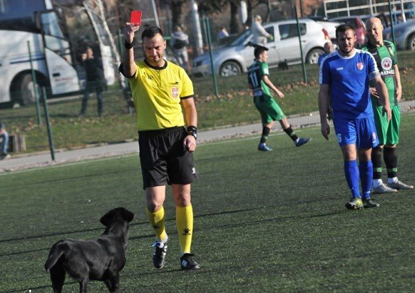 کارت قرمز داور به یک سگ! (+عکس)