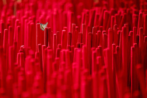 تصاویر تاثربرانگیز از مهاجران در مرز مکزیک و آمریکا / ناآرامی در هاییتی (گزارش تصویری) تصاویر تاثربرانگیز از مهاجران در مرز مکزیک و آمریکا / ناآرامی در هاییتی (گزارش تصویری)