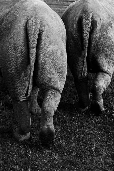 مورد توجه ترین حیوان دنیا (تصاویر) مورد توجه ترین حیوان دنیا (تصاویر)