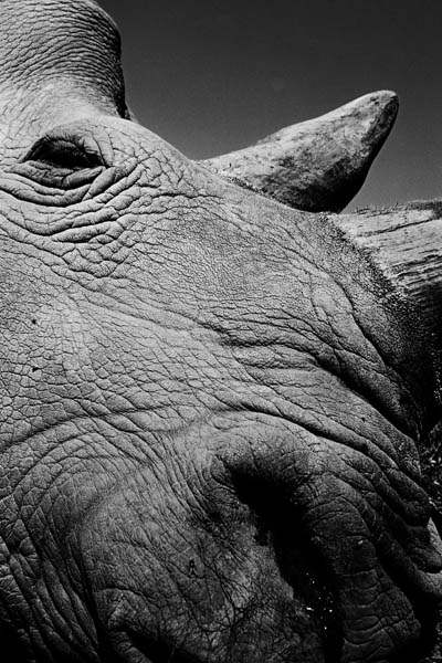 مورد توجه ترین حیوان دنیا (تصاویر) مورد توجه ترین حیوان دنیا (تصاویر)