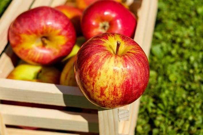 محققان می گویند: ترکیبات طبیعی موجود در سیب موجب تقویت عملکرد مغز شده و خطر ابتلا به بیماری آلزایمر و سایر انواع زوال عقل را کاهش می‌دهد.