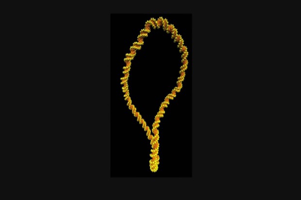 واضح ترین تصویر ممکن از DNA  ثبت شد (تصاویر) واضح ترین تصویر ممکن از DNA  ثبت شد (تصاویر)