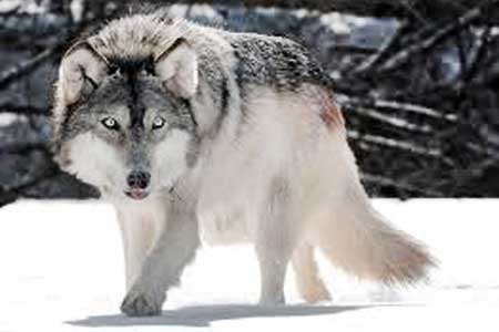 قربانیان کوچک حیات وحش