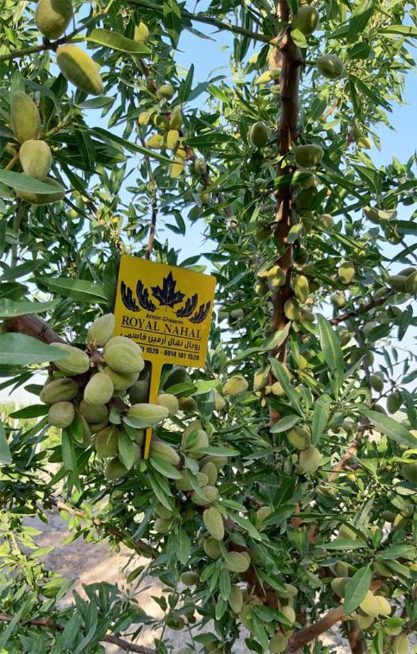 نکات کلیدی خرید نهال گردو و بادام از نهالستان + معرفی و قیمت نهال نکات کلیدی خرید نهال گردو و بادام از نهالستان + معرفی و قیمت نهال