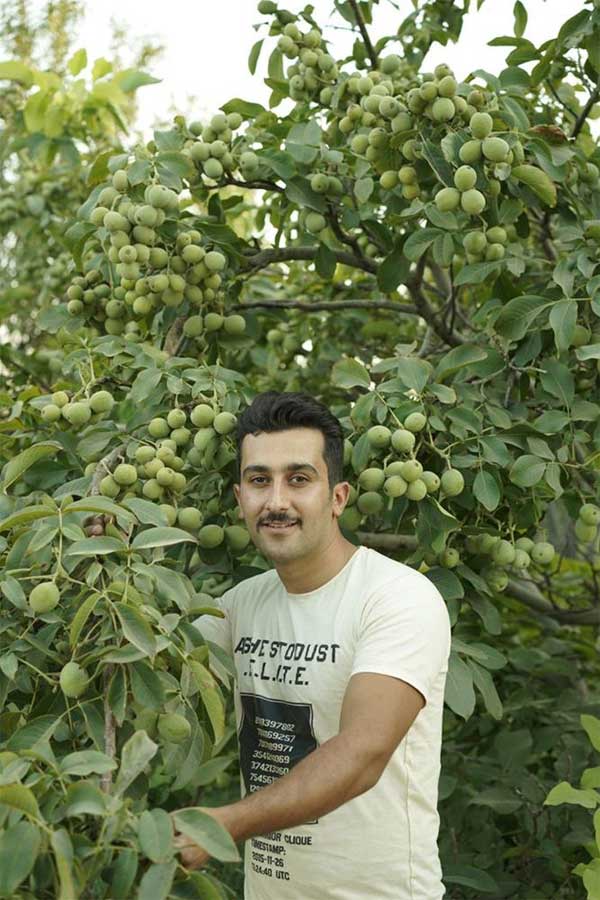 نکات کلیدی خرید نهال گردو و بادام از نهالستان + معرفی و قیمت نهال نکات کلیدی خرید نهال گردو و بادام از نهالستان + معرفی و قیمت نهال