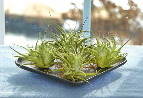 جدا از آب و خاک جدا از آب و خاک