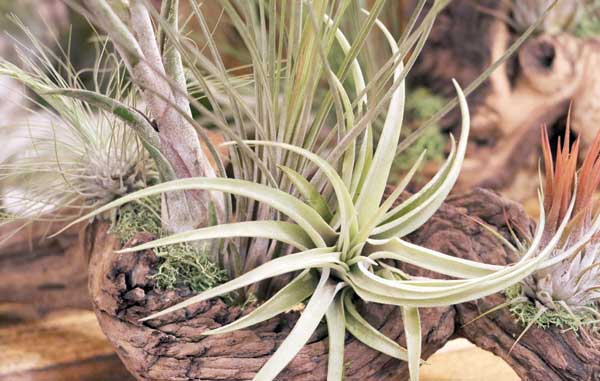 جدا از آب و خاک جدا از آب و خاک