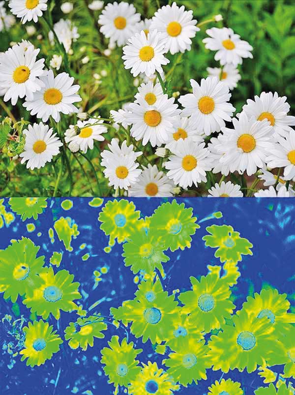 دنیا در چشم جانوران چطور دیده میشود؟ (+عکس) دنیا در چشم جانوران چطور دیده میشود؟ (+عکس)